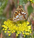 Queen-of-Spain Fritillary © John Muddeman